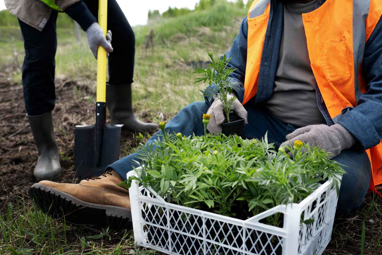 The Steps Involved in Our Tree Care Process in Stepping Stone, CO